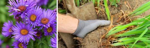 Какие растения нужно пересаживать или делить в сентябре. ОСОБЕННОСТИ ПЕРЕСАДКИ МНОГОЛЕТНИХ ЦВЕТОВ