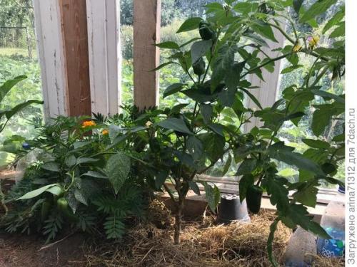 Может ли оставление остатков растений привлечь вредителей. Переезд растений на зиму с огорода: как не занести домой вредителей?