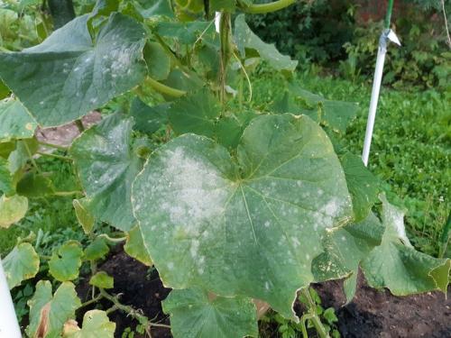 Нужно ли убирать остатки растений с огорода и сада: правда и мифы 04