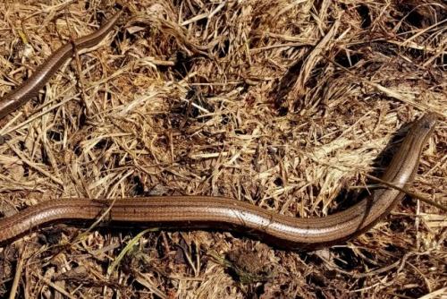 Можно ли оставить растительные остатки на грядках после уборки. Куда мы девали растительные отходы в таких условиях?