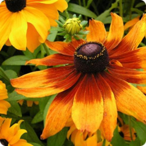 Какие растения нужно пересаживать или делить в сентябре. ОСОБЕННОСТИ ПЕРЕСАДКИ МНОГОЛЕТНИХ ЦВЕТОВ