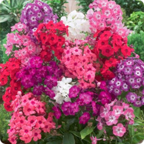 Какие растения нужно пересаживать или делить в сентябре. ОСОБЕННОСТИ ПЕРЕСАДКИ МНОГОЛЕТНИХ ЦВЕТОВ