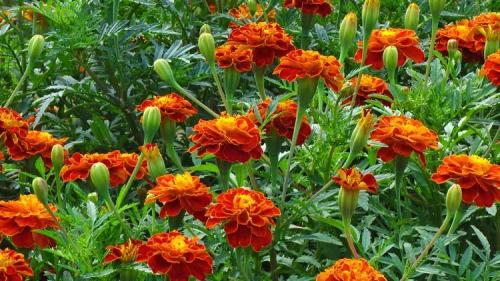 Нужно ли убирать остатки растений с огорода и сада: правда и мифы 02