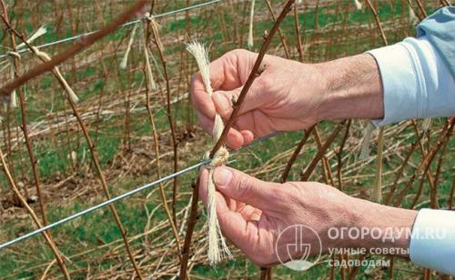 Посадка малины весной. Пошаговая инструкция по весенней посадке малины