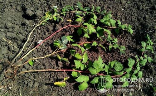 Посадка малины весной. Пошаговая инструкция по весенней посадке малины