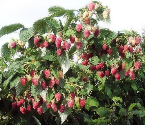 Посадка ремонтантной малины весной. Выращивание ремонтантной малины на участке