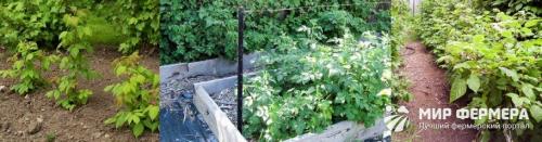 Посадка малины осенью садовый мир. Как правильно посадить малину осенью