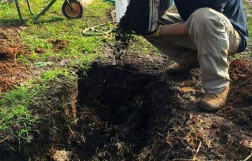 Посадка малины летом: правила и секреты