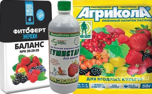 Посадка малины весной. Пошаговая инструкция по весенней посадке малины