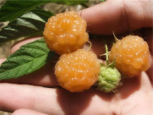 Посадка ремонтантной малины весной. Выращивание ремонтантной малины на участке