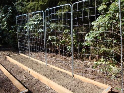 Посадка малины летом: правила и секреты