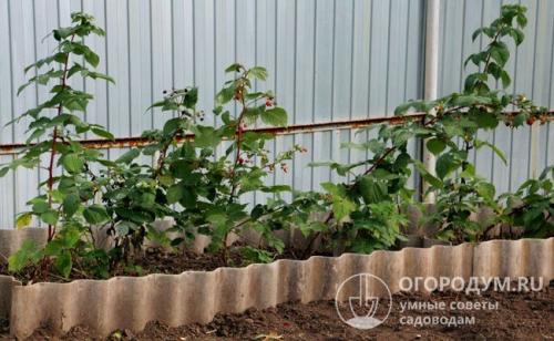 Посадка малины весной. Пошаговая инструкция по весенней посадке малины