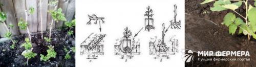 Посадка малины осенью садовый мир. Как правильно посадить малину осенью