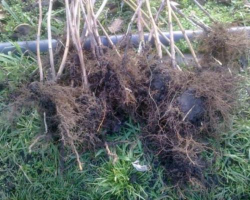 Посадка малины летом: правила и секреты