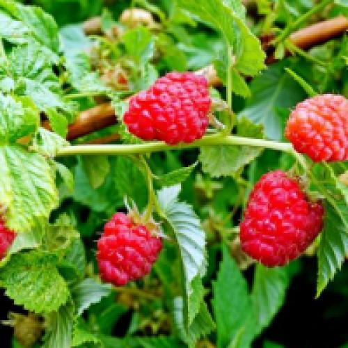 Посадка малины осенью садовый мир. Как правильно посадить малину осенью