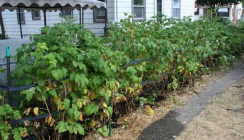 Посадка малины летом: правила и секреты