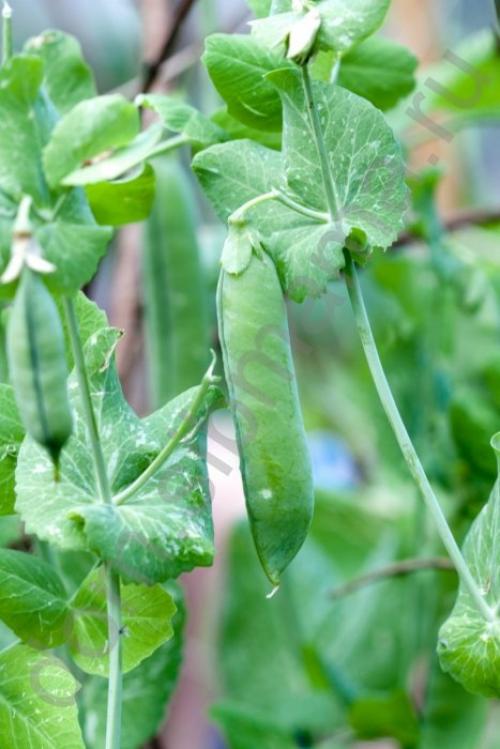 Осенняя подкормка: чем удобрить почву после огородного сезона 03