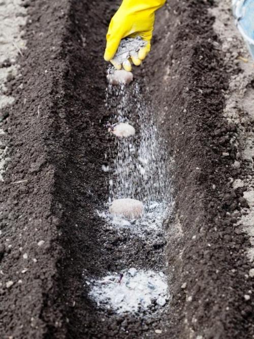 Какие преимущества имеет осенняя подкормка почвы. Какие удобрения вносить осенью?