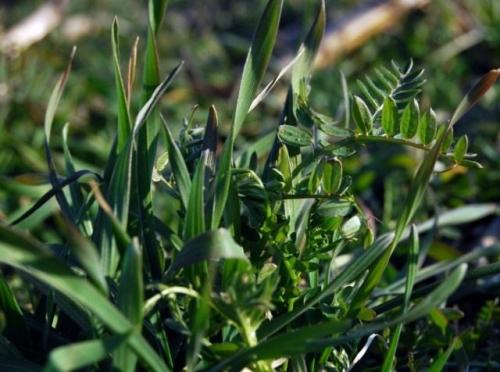 Какие преимущества имеет осенняя подкормка почвы. Какие удобрения вносить осенью?