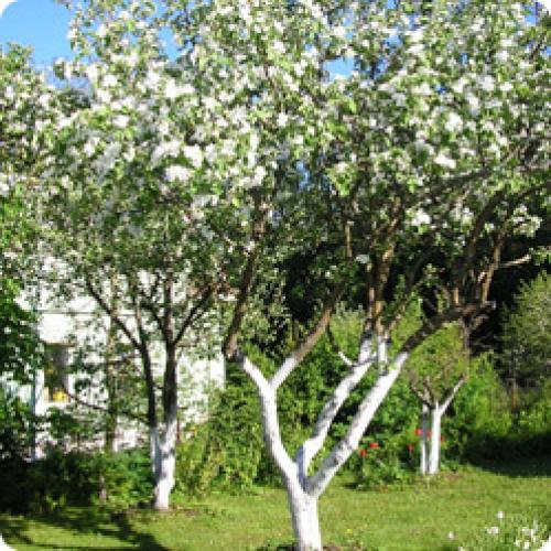 Как правильно убрать и подготовить грядки к зиме. КАК ПОДГОТОВИТЬ САД К ЗИМЕ