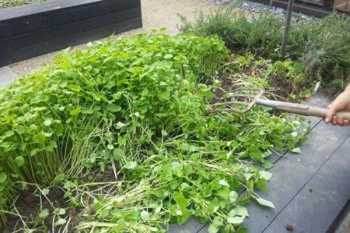 Какие методы обеззараживания грядок считаются наиболее эффективными. Народные средства