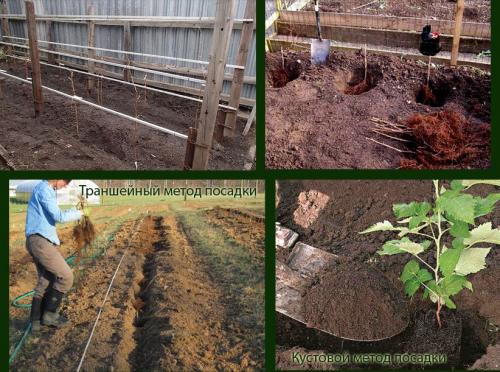Посадка малины осенью в траншею. Два способа посадки малины с пошаговым описанием