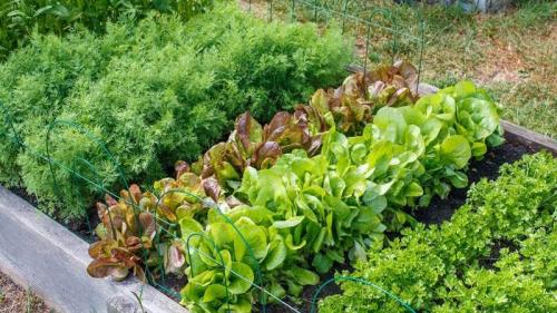 Что посадить на грядках осенью: полное руководство 01 Что посадить на грядках осенью: полное руководство 01