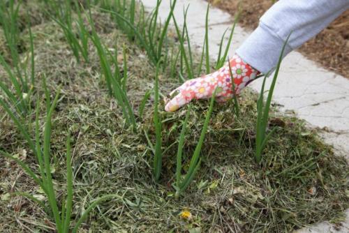 Можно ли mulчировать грядки после сбора урожая, и как это сделать. Разные задачи — один метод