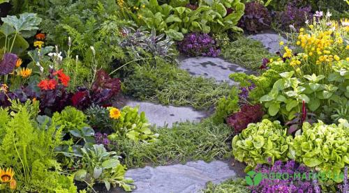 Полезные советы: как правильно обработать грядки после сбора урожая 01