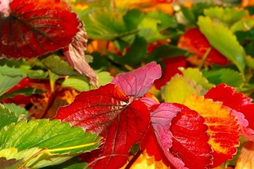 Полезные советы: как правильно обработать грядки после сбора урожая 02