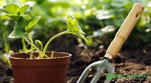 Полезные советы: как правильно обработать грядки после сбора урожая