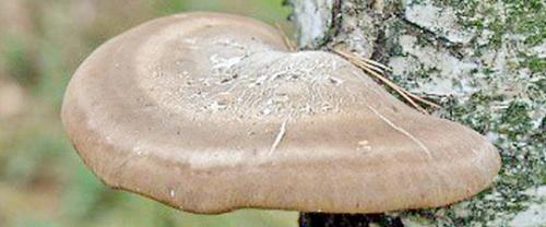 Трутовик лиственничный лечебные свойства и противопоказания. Лечебные свойства трутовика серно-жёлтого 03