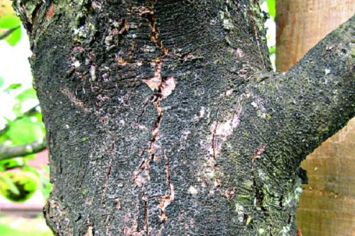 Как избавиться от грибка на яблони. Почему появляется плесень на стволе яблони и как бороться с заболеванием, профилактика