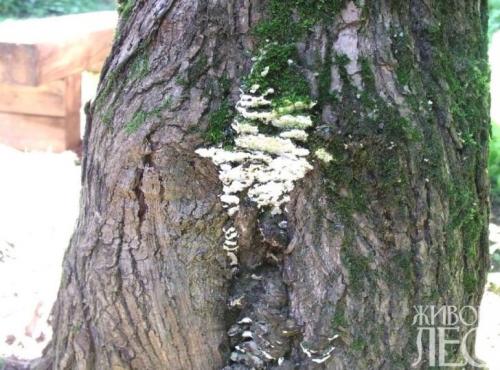 На яблоне появились грибы. Признаки поражения яблони грибом трутовиком 10