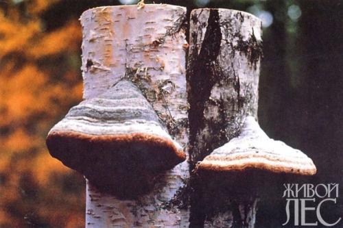 На яблоне появились грибы. Признаки поражения яблони грибом трутовиком 09