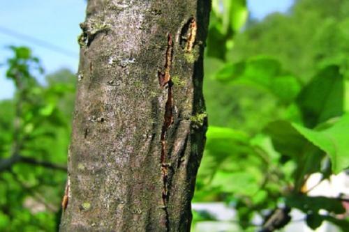 Как избавиться от грибка на яблони. Почему появляется плесень на стволе яблони и как бороться с заболеванием, профилактика