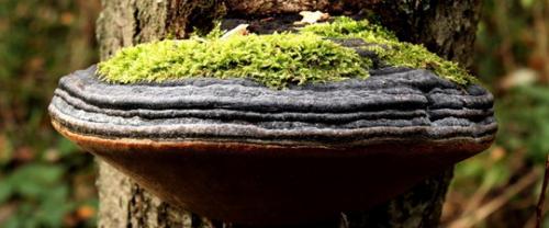 Трутовик лиственничный лечебные свойства и противопоказания. Лечебные свойства трутовика серно-жёлтого 01