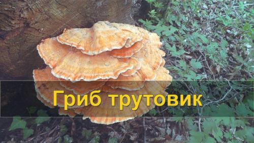 Трутовик на яблоне. Паразитирующие