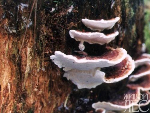 На яблоне появились грибы. Признаки поражения яблони грибом трутовиком 08