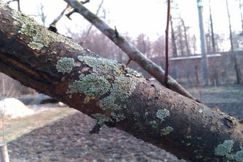 Как избавиться от грибка на яблони. Почему появляется плесень на стволе яблони и как бороться с заболеванием, профилактика