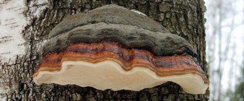 Трутовик лиственничный лечебные свойства и противопоказания. Лечебные свойства трутовика серно-жёлтого 02