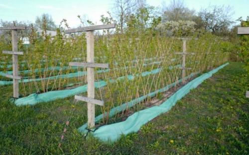 Как посадить малину, чтобы она не разрасталась. Малина разрастается — чем и как правильно огородить растение?