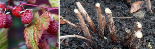 Как ухаживать ЗА МАЛИНОЙ осенью. ОСЕННИЙ УХОД ЗА МАЛИНОЙ САДОВОЙ (летней)