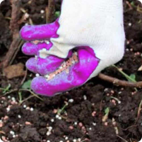 Как ухаживать ЗА МАЛИНОЙ осенью. ОСЕННИЙ УХОД ЗА МАЛИНОЙ САДОВОЙ (летней)