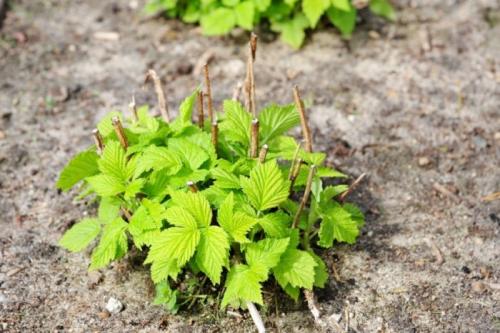 Как посадить малину, чтобы она не разрасталась. Малина разрастается — чем и как правильно огородить растение?