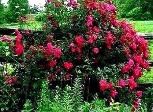 Можно ли не укрывать розы на зиму. Когда и как укрывать розы на зиму – только проверенные способы