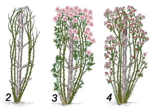 Плетущиеся розы обрезка на зиму. Для чего нужна обрезка роз, как правильно обрезать плетистую розу на зиму