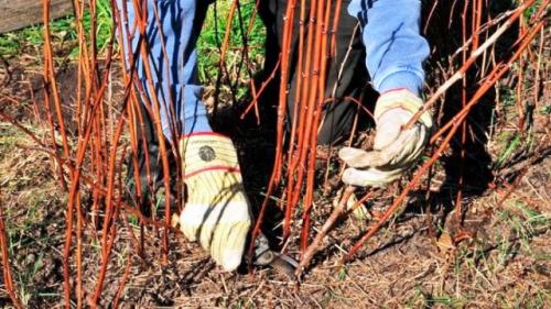 Посадка малины в сентябре 2020. Посадка в зависимости от региона