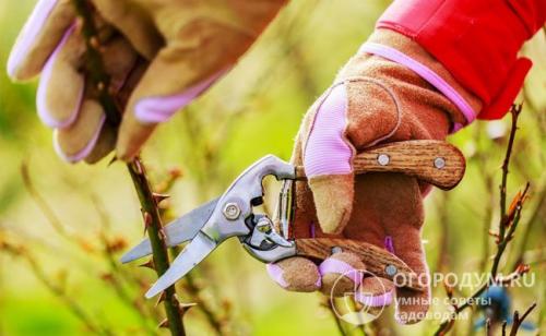 Нужно ли обрезать плетистые розы на зиму. Обрезка плетистых роз