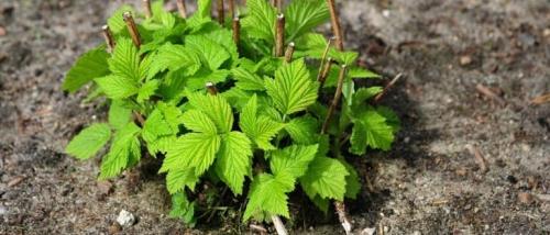 Когда сажать малину осенью. Посадка малины осенью: когда и как правильно посадить